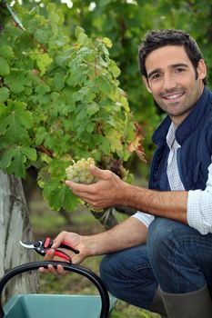 Man picking grapes during the grape harvest