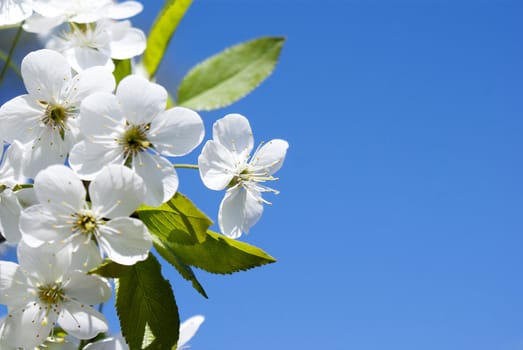 Flowers cherry over blue sky background
