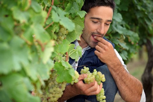 Man eating grapes in vineyard