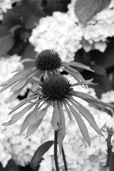 beautiful star shaped flower and hydrangea in black and white