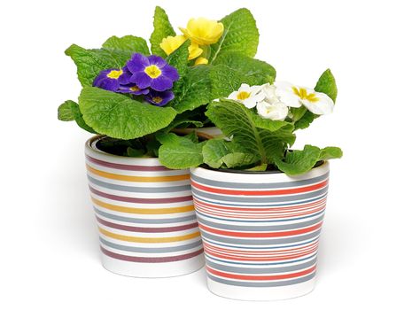 Three Primeroses in striped flower pots isolated on white background