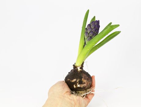 Hyacinth bulb held in hand with white background for copy space;