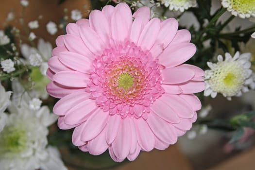 stunning pink gerbera flower