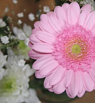 pretty pink gerbera flower