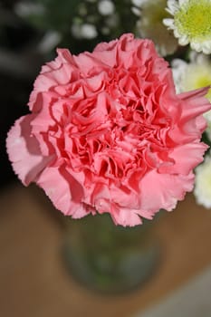 pretty pink carnation flower