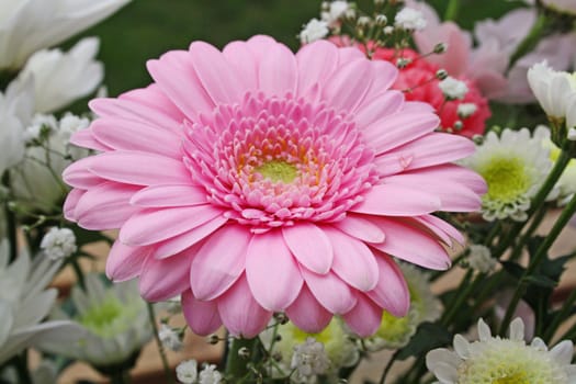 pretty pink gerbera flowers