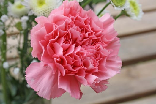 pink carnation flower