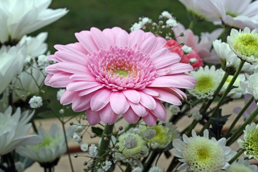 pinkn gerbera flower