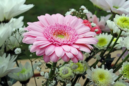 pretty pink gerbera flower