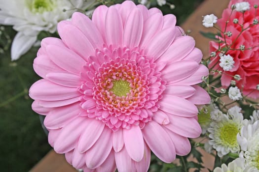 pretty pink gerbera flower