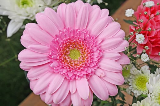 pink gerbera flower