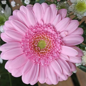 pretty pink gerbera flower