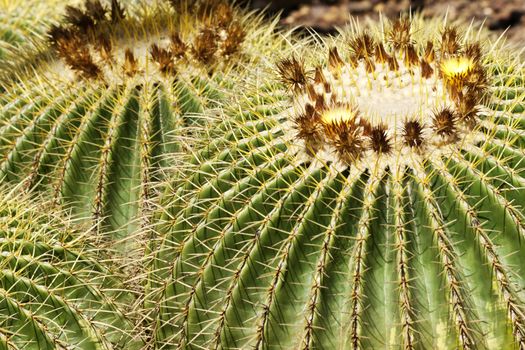 Golden Barrel Cactus in close up