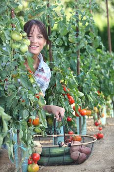 Woman picking fresh tomatoes and other vegetables