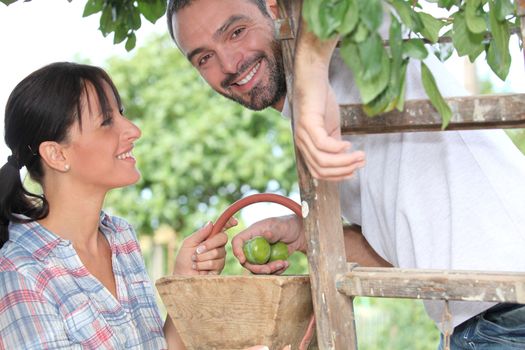 Couple picking fruit