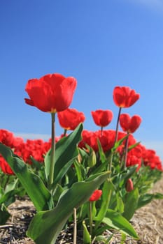 Red tulips on a field against a clear blue sky