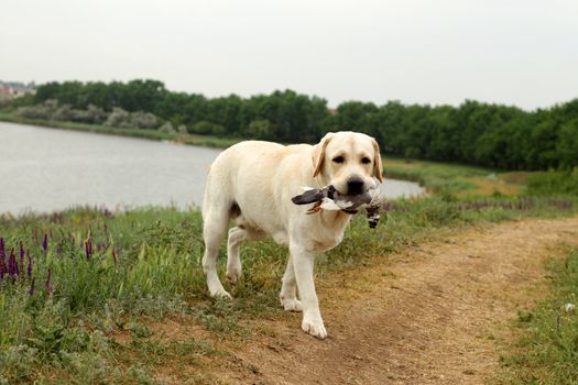 Yellow Labrador carrying a bird competing in field trial competition