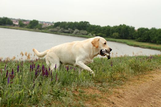 Yellow Labrador carrying a bird competing in field trial competition