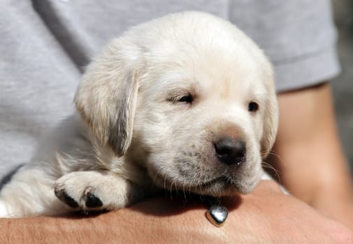 yellow labrador puppy