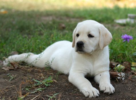 yellow labrador puppy laying in the garden on grass