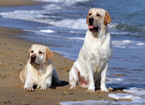 two yellow labradors looking at the sea in summer
