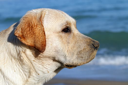 yellow labrador looking at the sea in summer