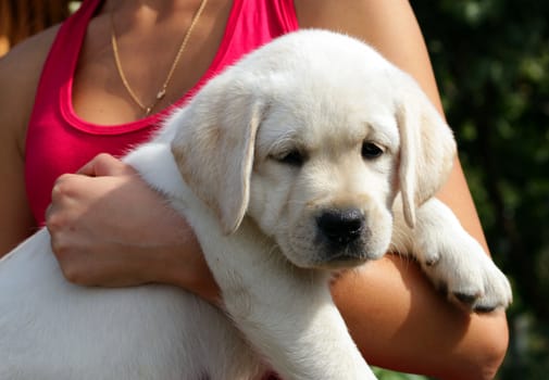 yellow labrador puppy in the hands