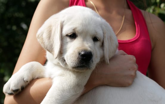 yellow labrador puppy in the hands