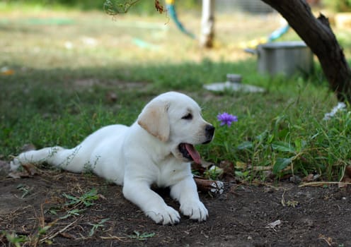 yellow labrador puppy laying in the garden on grass