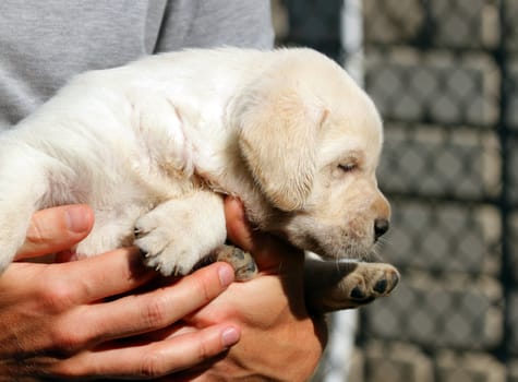 yellow labrador puppy