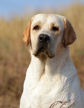yellow labrador portrait in summer in the field