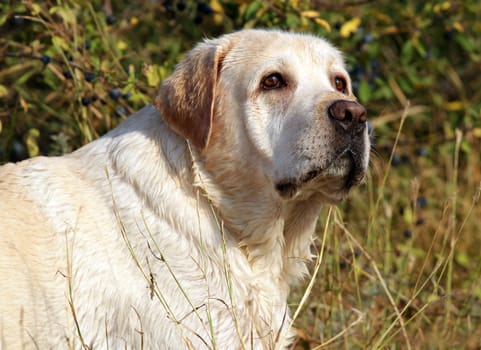 yellow labrador in summer portrait