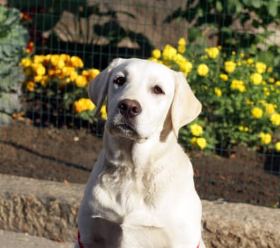 yellow labrador portrait in summer