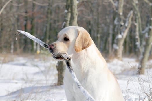 yellow labrador in the snow in winter portrait