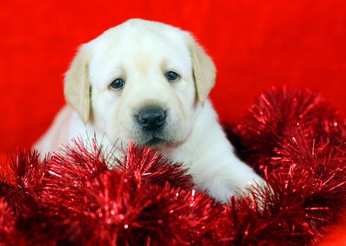 gift yellow labrador puppy with New Year (Christmas) toys on red background