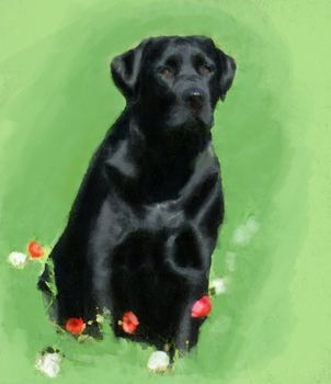 oil painting portrait of hunting black labrador in poppy field
