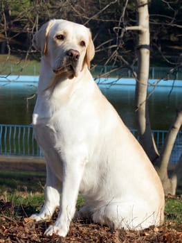 yellow labrador in autumn in the park portrait