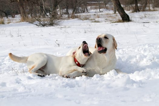 two yellow labradors playing in the snow in winter