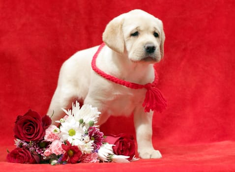 yellow labrador puppy with flowers on the red background