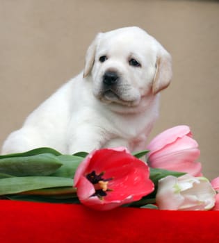 yellow labrador puppy with tulips on the red background