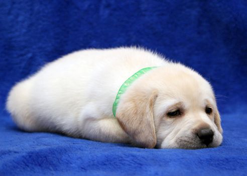 yellow labrador puppy on the blue background sleeping