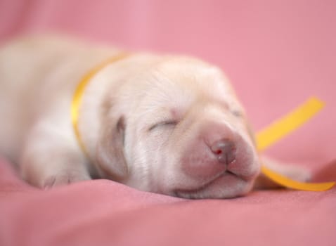 newborn yellow labrador puppy on pink background