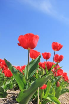 Red tulips on a field against a clear blue sky