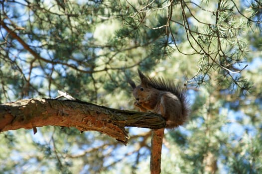 Squirrel sits on a tree and gnaws a nut 