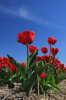 Red tulips on a field against a clear blue sky