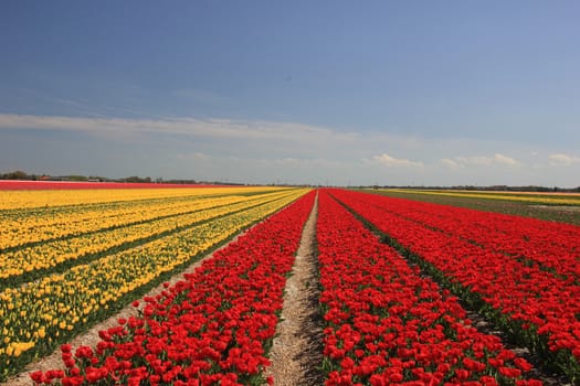 Various colors of tulips growing on fields, flower bulb industry