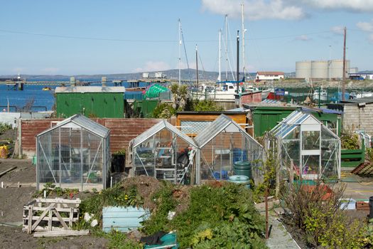 An urban allotment with greenhouses and sheds among green plants with a blue sky in the background.