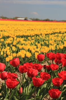 yellow and red tulips on a field, flower bulb industry in Holland