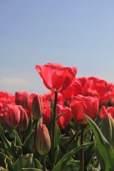 Pink tulips growing on a field, flower bulb industry in Holland