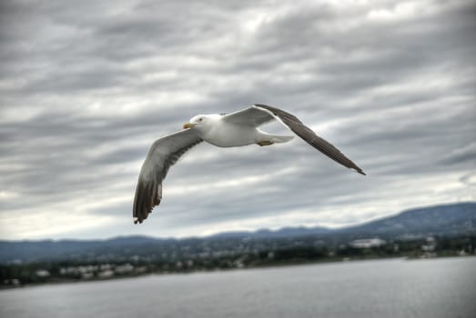 Picture of seagull, flying near the coast.